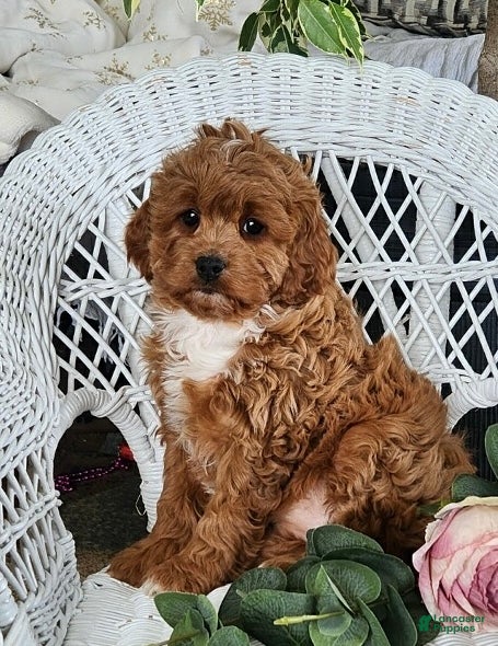 Cavapoo dogs Gem - Ad 6