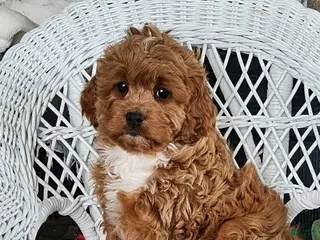 Cavapoo dogs Gem - Ad 6
