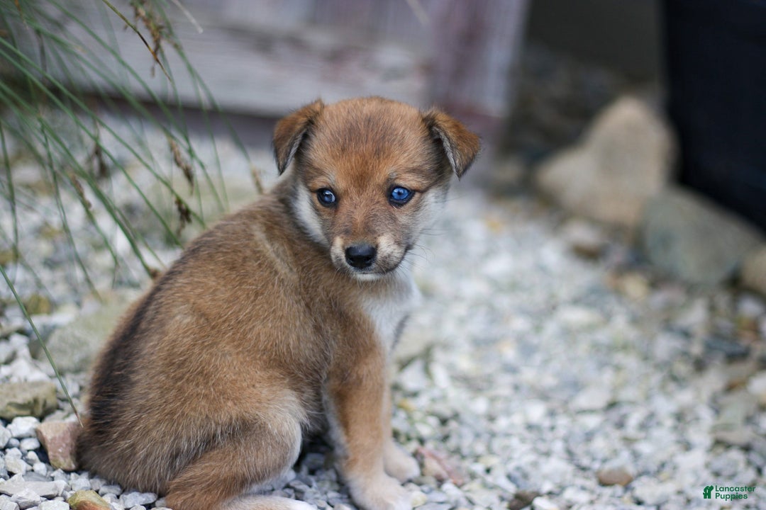 Pomsky dogs for sale: Penny - Ad 3