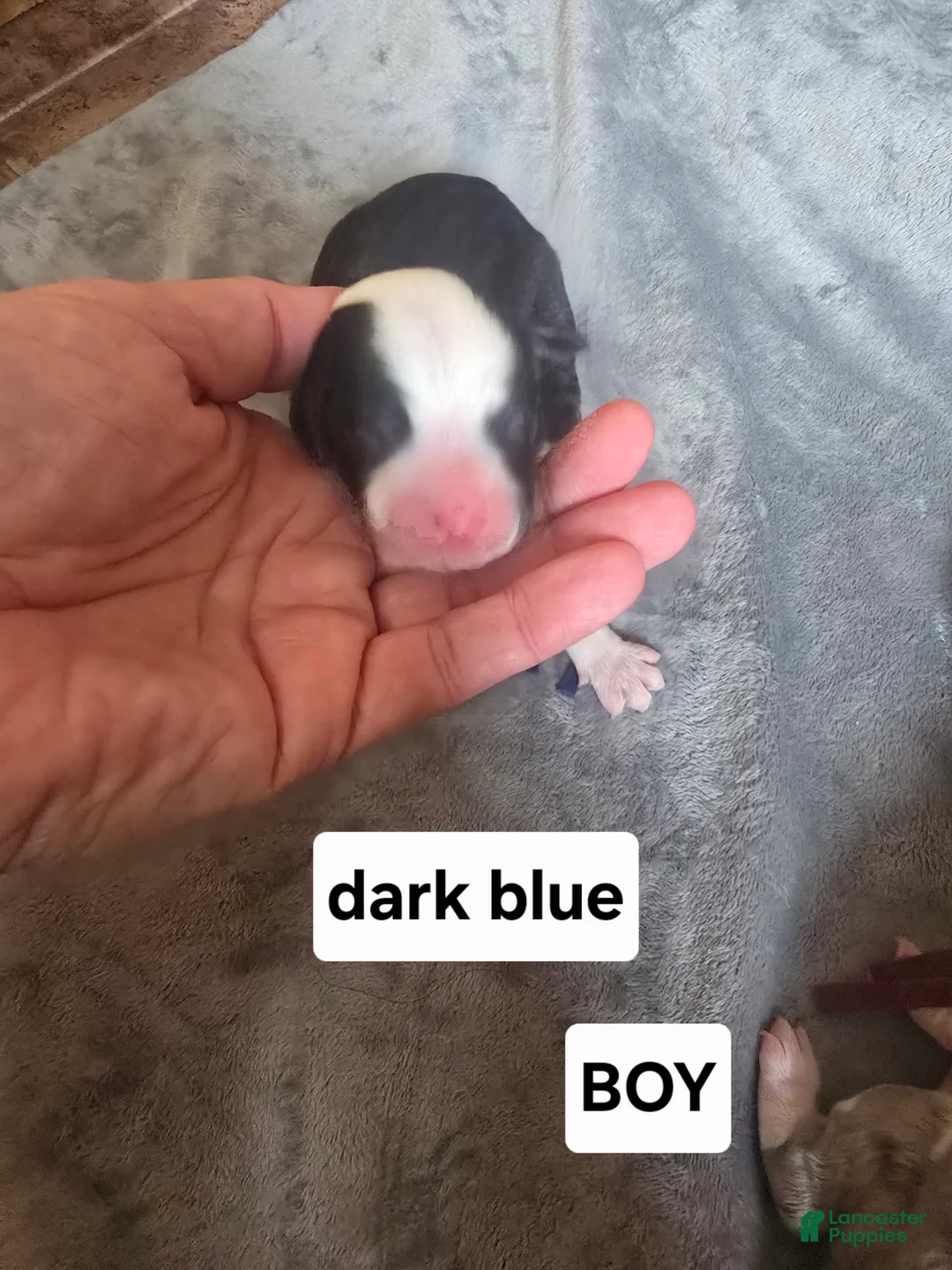 Sheepadoodle dogs for sale: Hosta- blue collar  - Ad 2