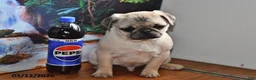 Pug dogs for sale: Donald - Ad 8