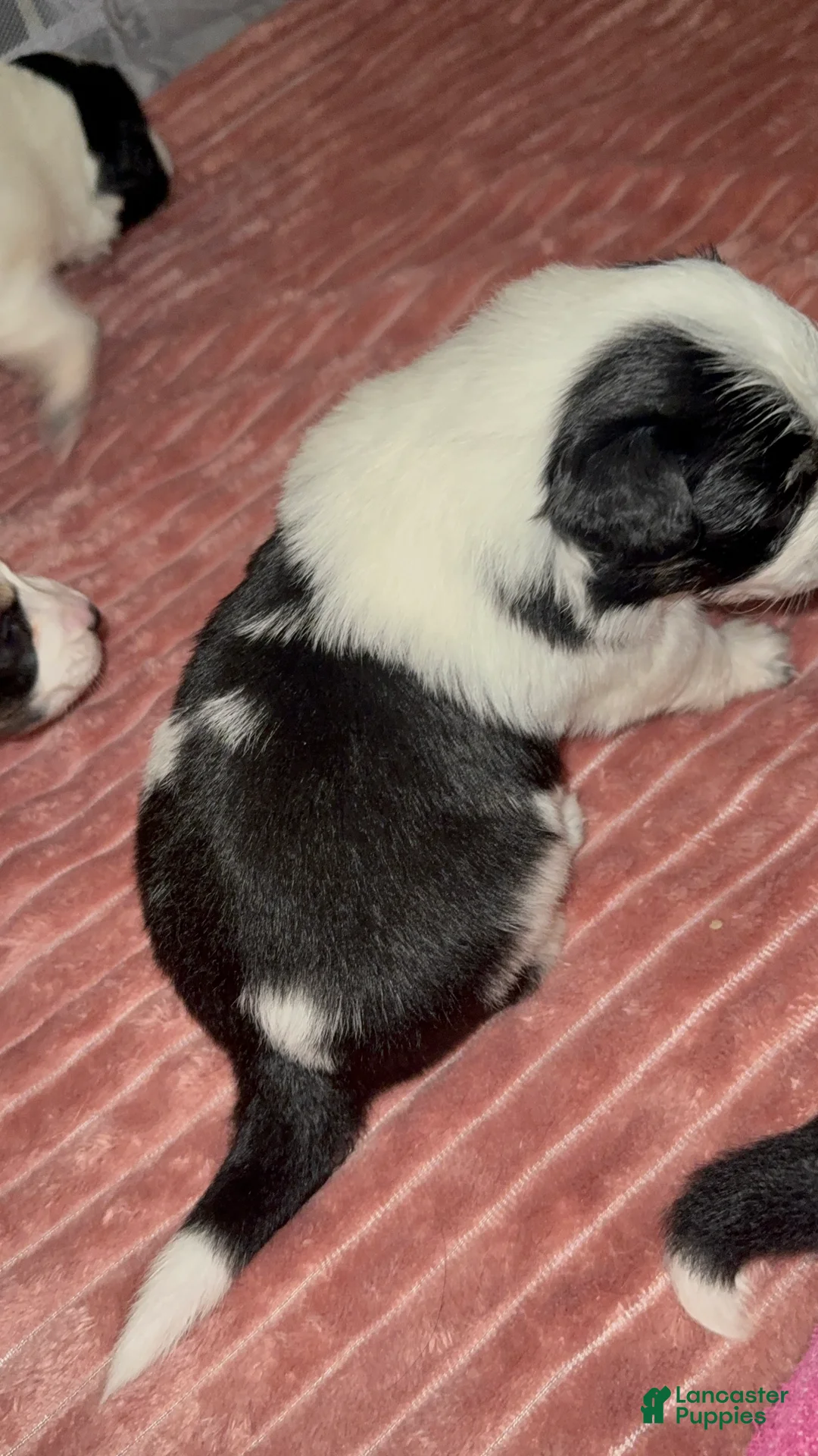 Mixed Breed dogs for sale: Beauty - Ad 1