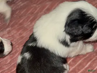 Mixed Breed dogs Beauty - Ad 34