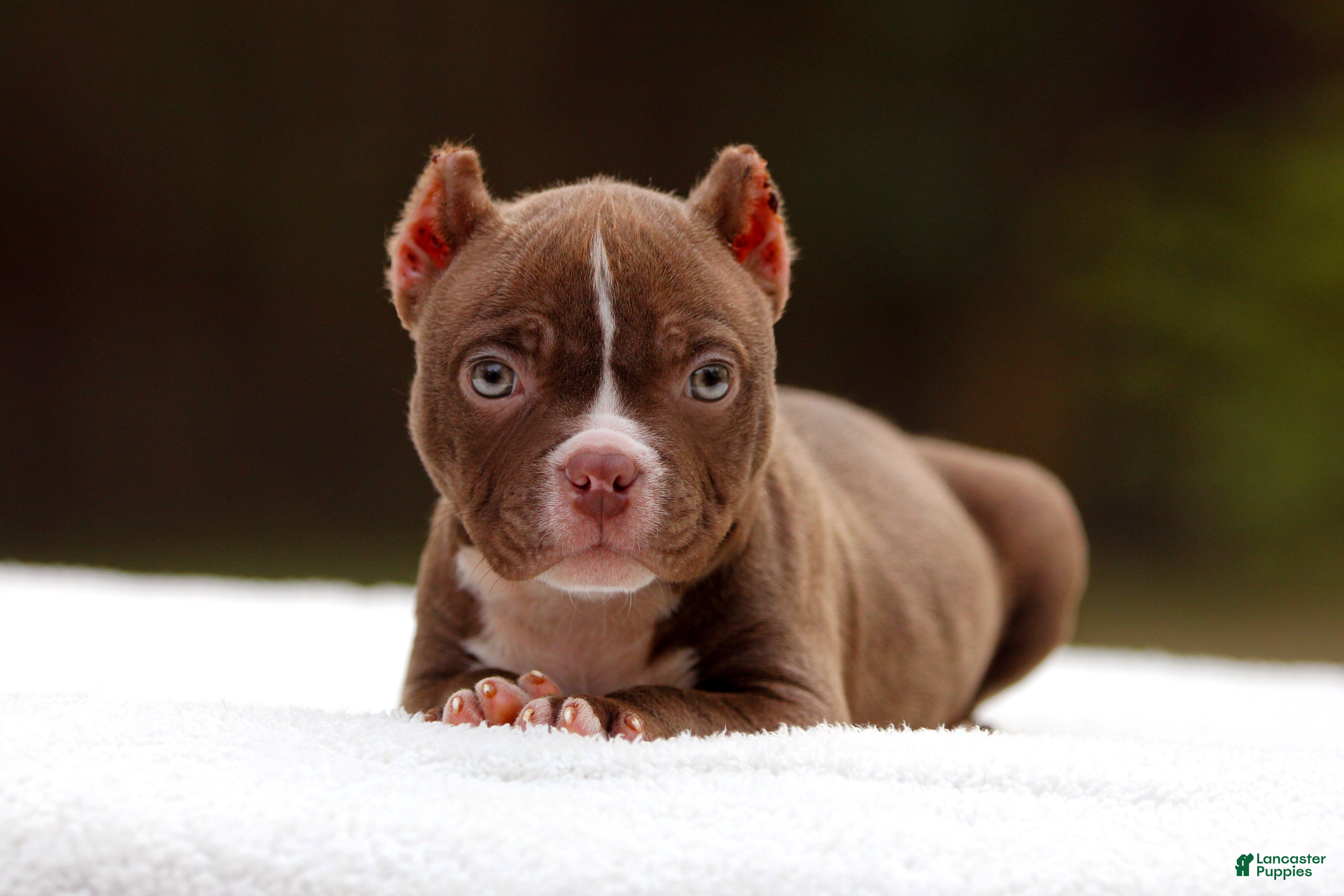 American Bully dogs Chocolate Male - Ad 1