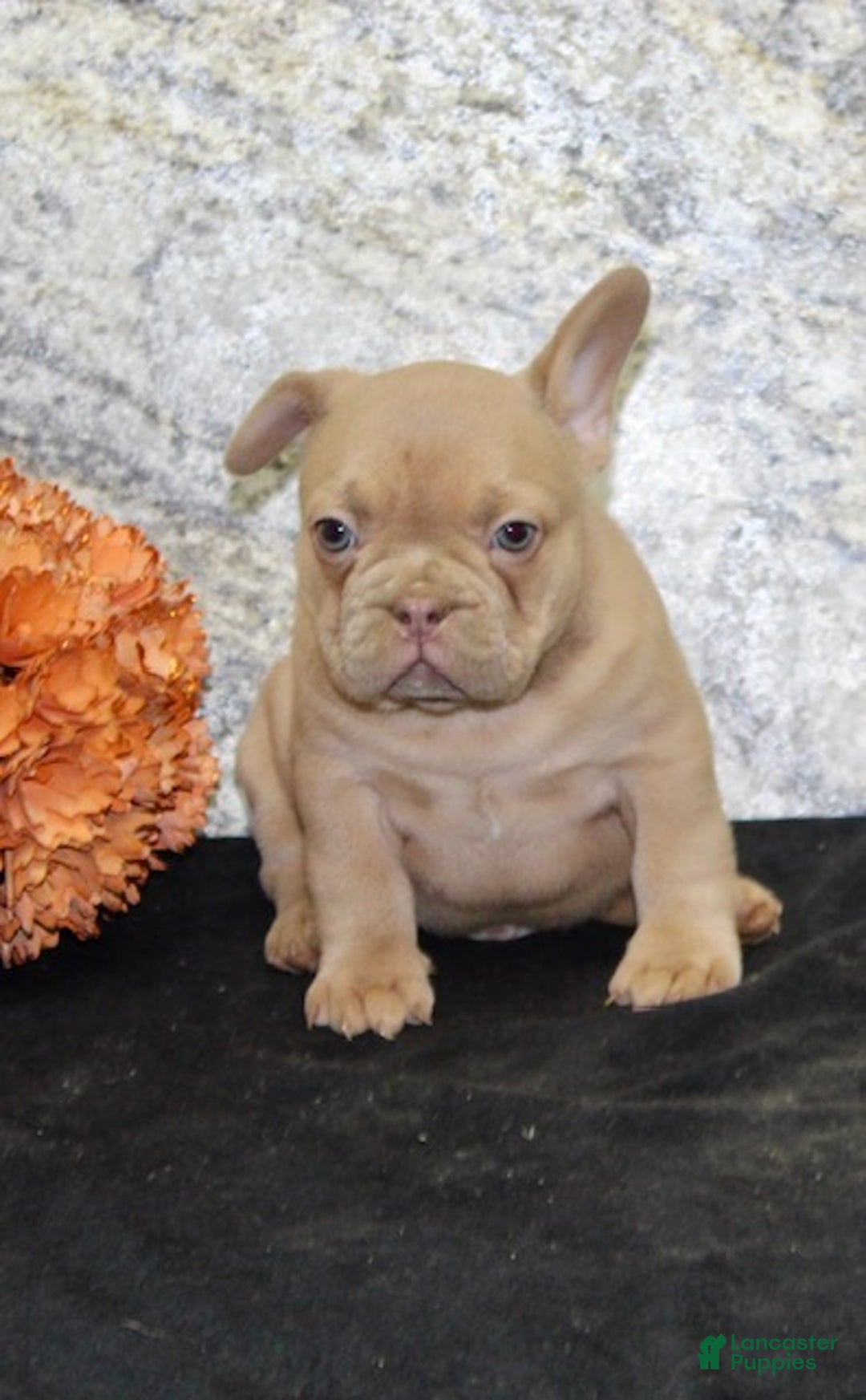 French Bulldog dogs for sale: Dustin - Ad 3
