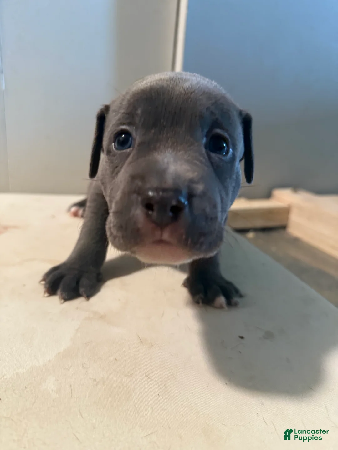 Mixed Breed dogs for sale: Pyper - Ad 1