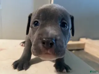 Mixed Breed dogs Pyper - Ad 1