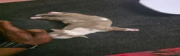 American Bully dogs for sale: American Bully 5 - Ad 5