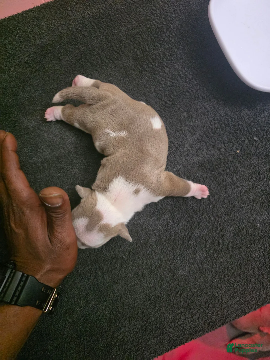 American Bully dogs for sale: American Bully 5 - Ad 5