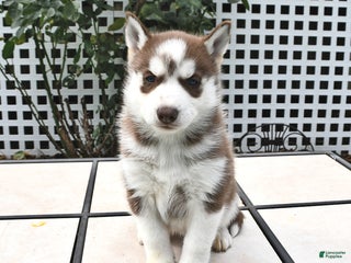 Siberian Husky dogs - Ad 27