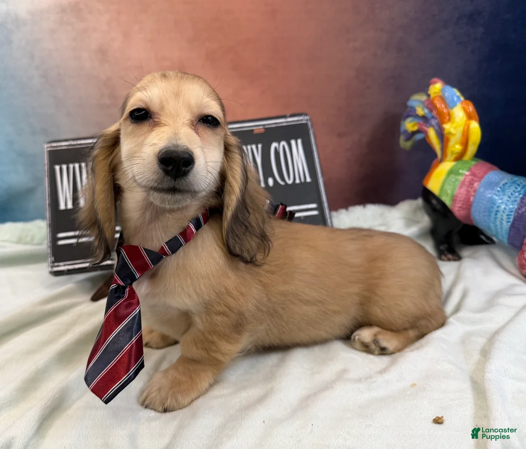 Miniature Dachshund dogs for sale: Eng cream dapple - Ad 2