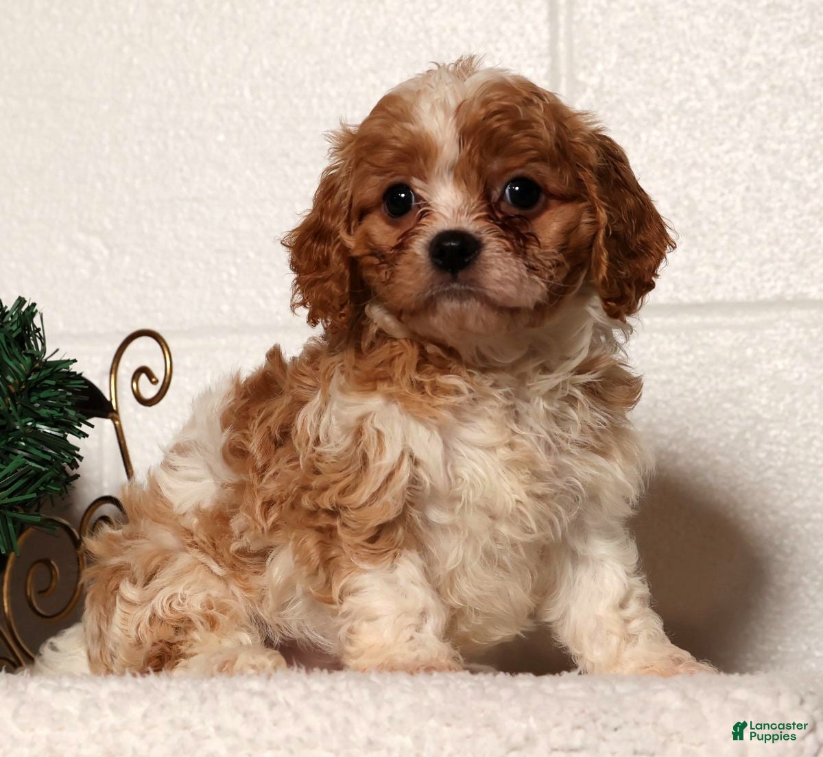 Cavapoo dogs Charlotte - Ad 29