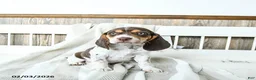 Beagle dogs for sale: Buddy - Ad 2