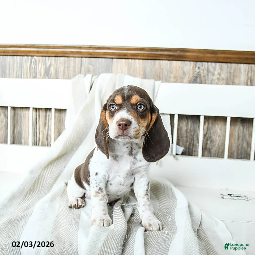 Beagle dogs for sale: Buddy - Ad 2