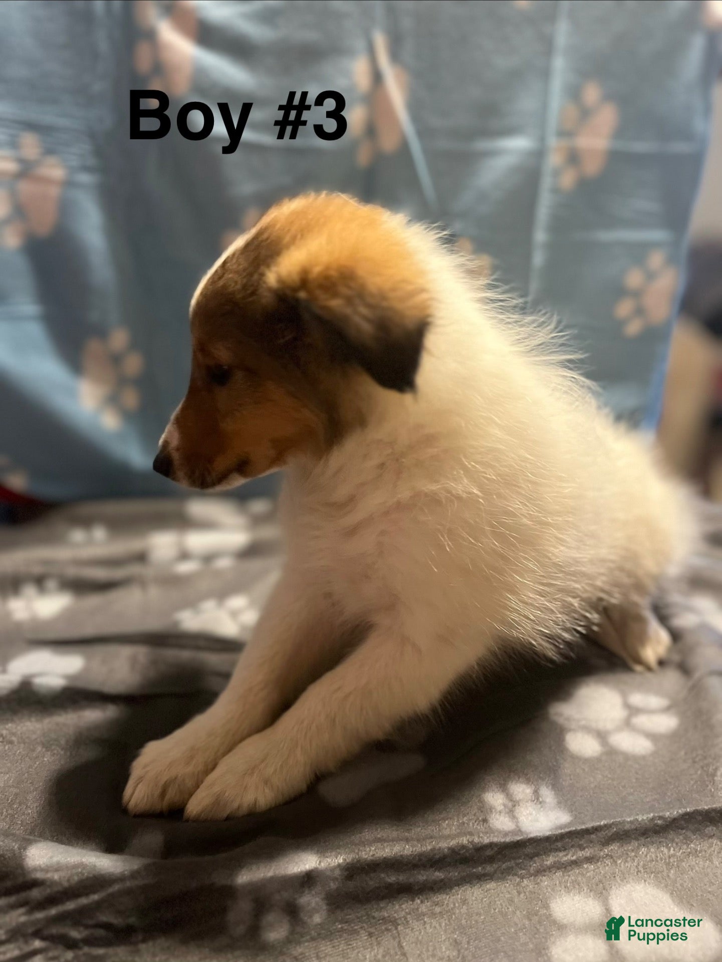 Shetland Sheepdog