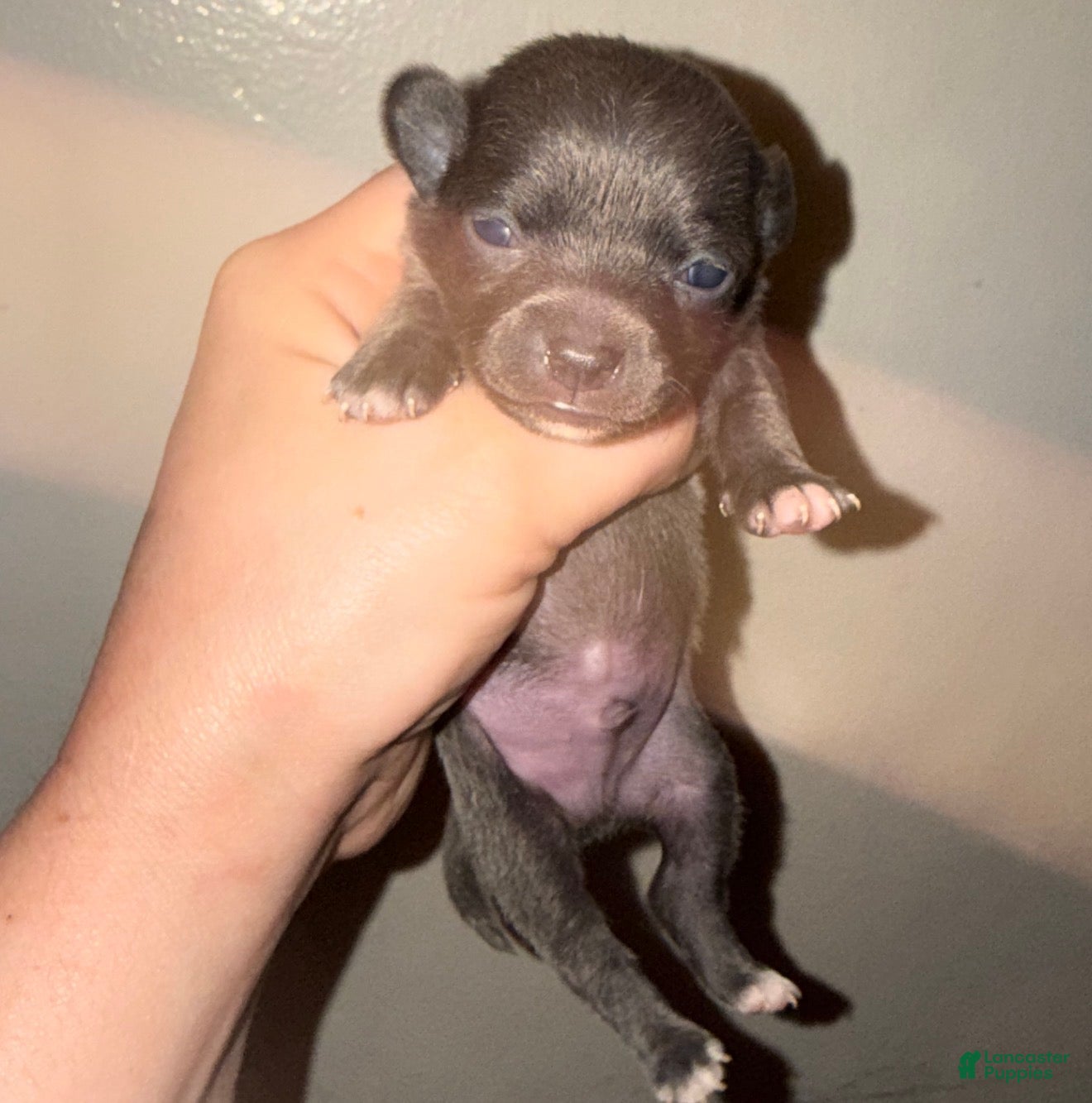 Chihuahua dogs Chihuahua Puppy 2 - Ad 42