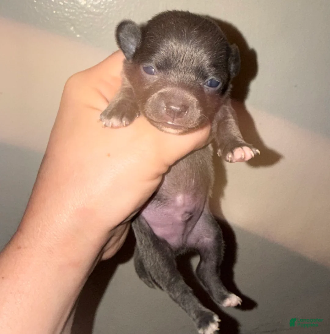 Chihuahua dogs for sale: Chihuahua Puppy 2 - Ad 1