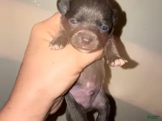 Chihuahua dogs Chihuahua Puppy 2 - Ad 42