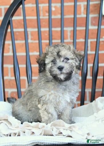 Gallery Image {{count}}