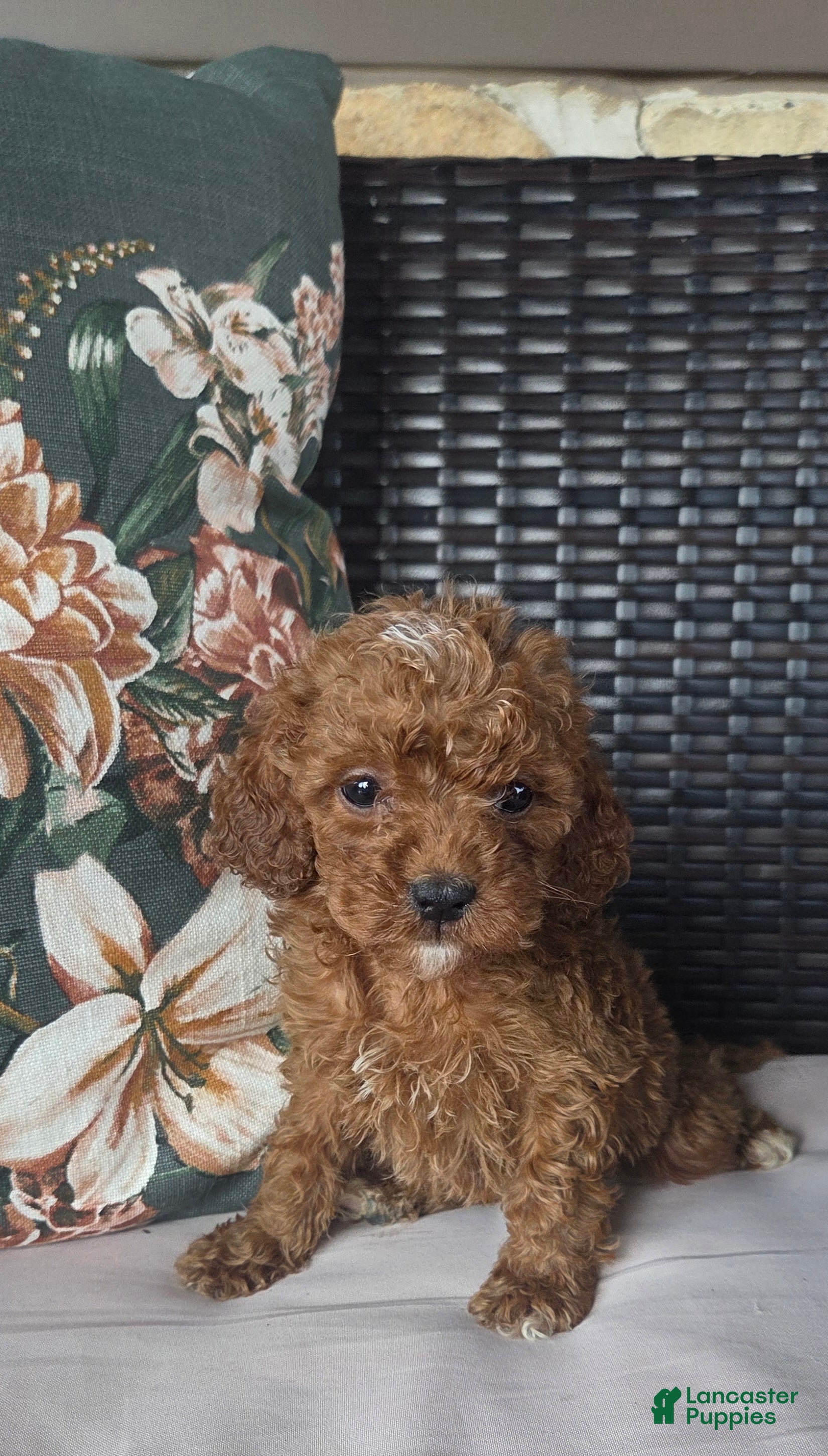 Cavapoo dogs Finn - Ad 1