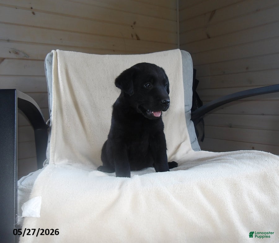 Labrador Retriever dogs Ralph - Ad 2