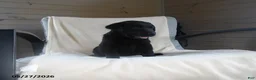 Labrador Retriever dogs for sale: Ralph - Ad 2