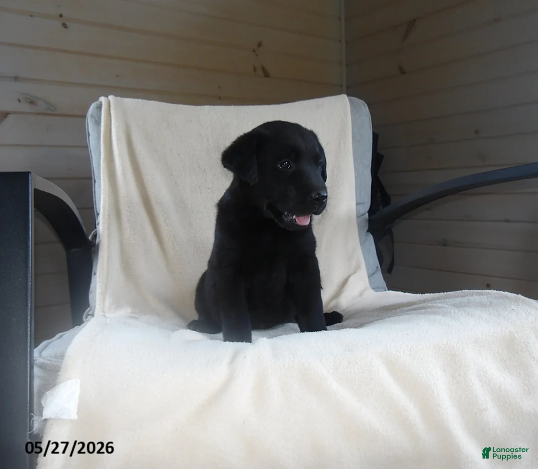 Labrador Retriever dogs for sale: Ralph - Ad 2