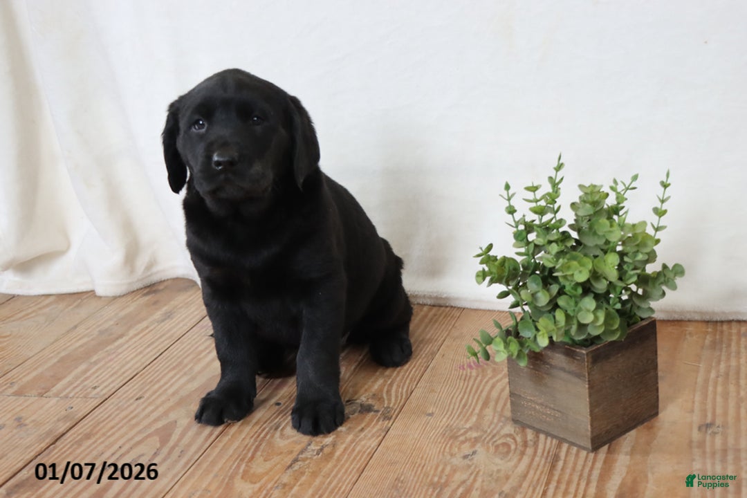 Labrador Retriever dogs for sale: Pumpkin - Ad 8