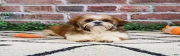 Shih Tzu dogs for sale: Tramp  - Ad 3