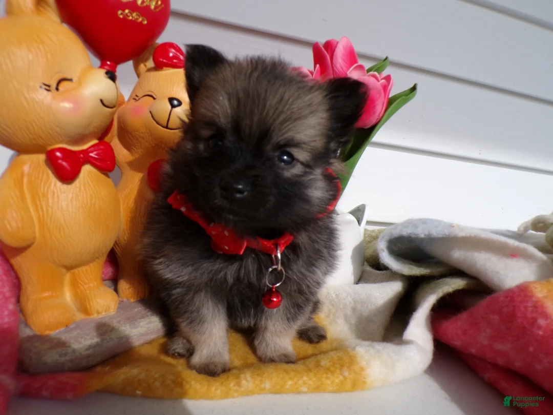 Pomeranian dogs for sale: Pomeranian Puppy 3 Chatty - Ad 2
