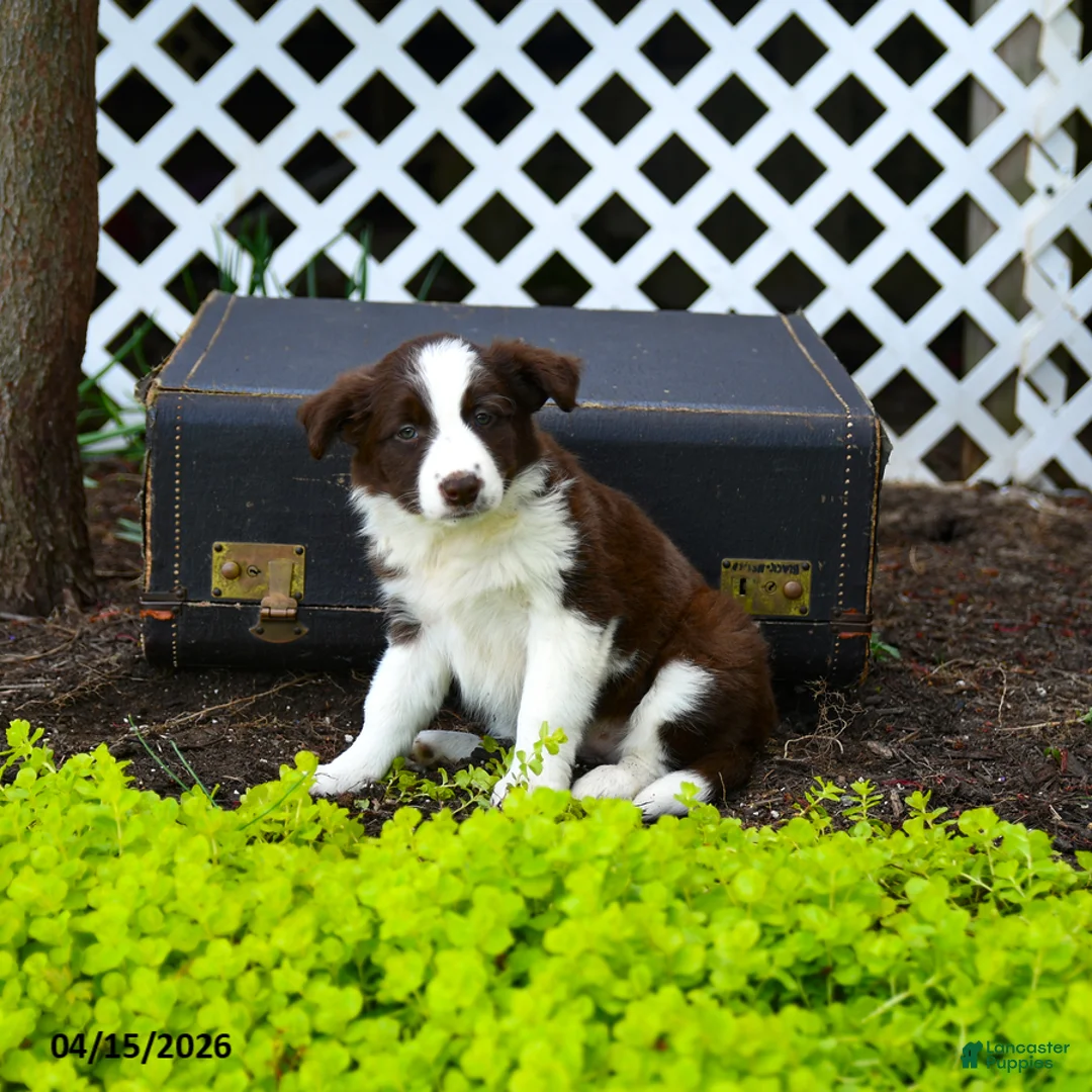 Border Collie dogs for sale: Lacey - Ad 3