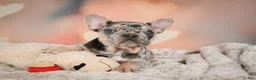 French Bulldog dogs for sale: Amy - Ad 7