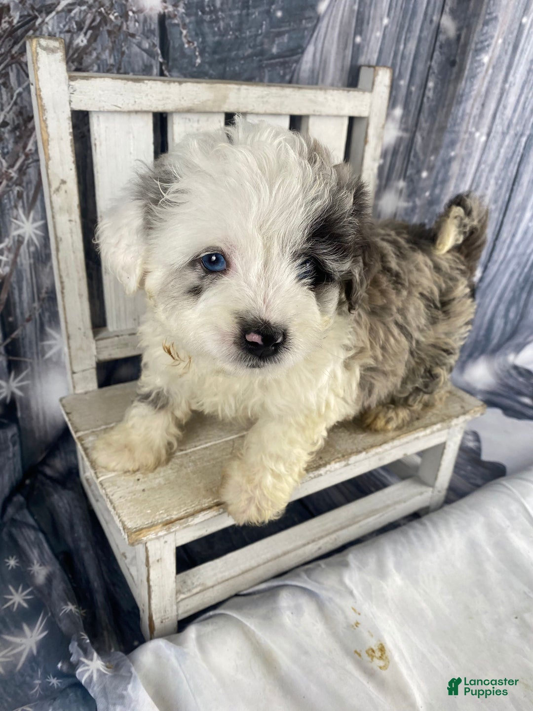 Mini Aussiedoodle dogs for sale: Iris - Ad 10