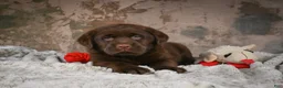 Labrador Retriever dogs for sale: Gunner - Ad 3