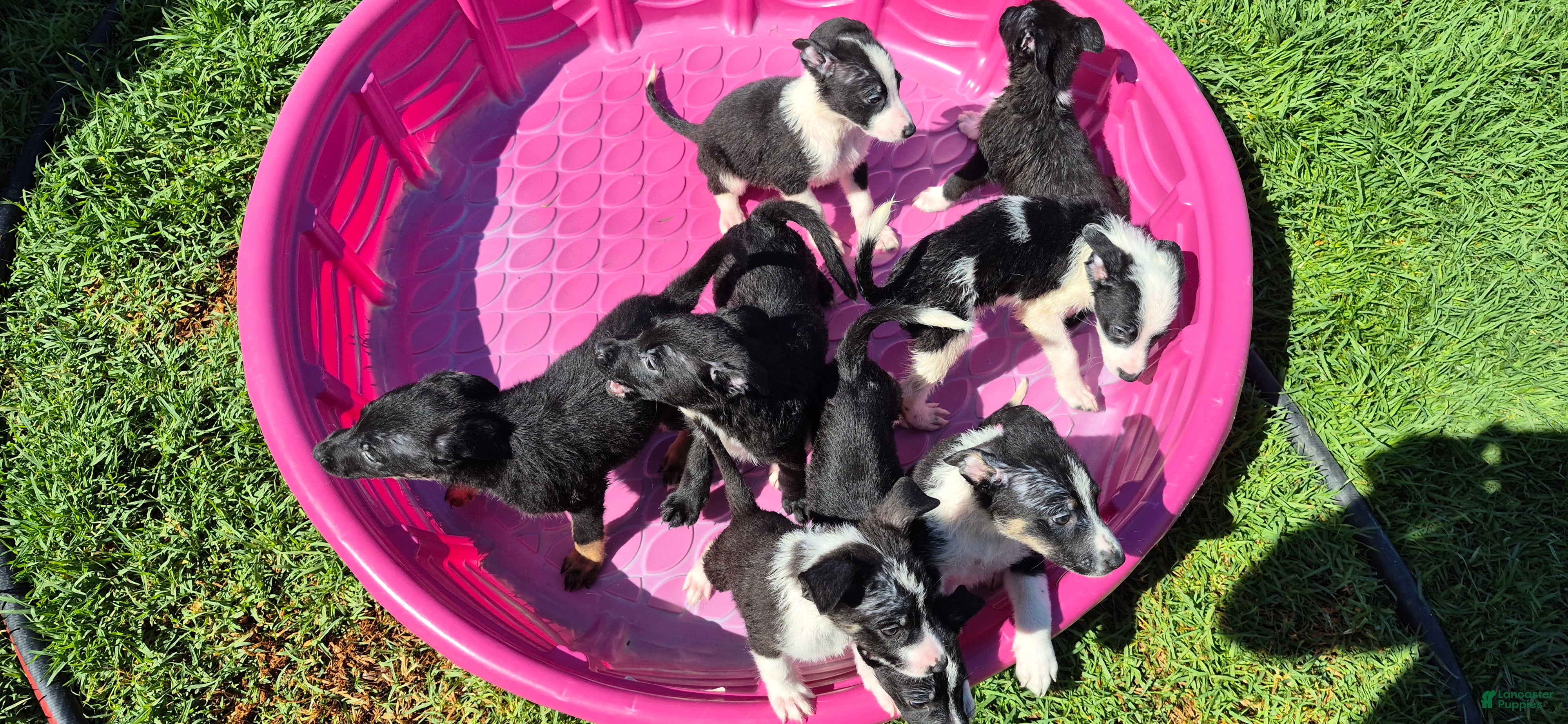 Mixed Breed dogs Mixed Breed 7 - Ad 37