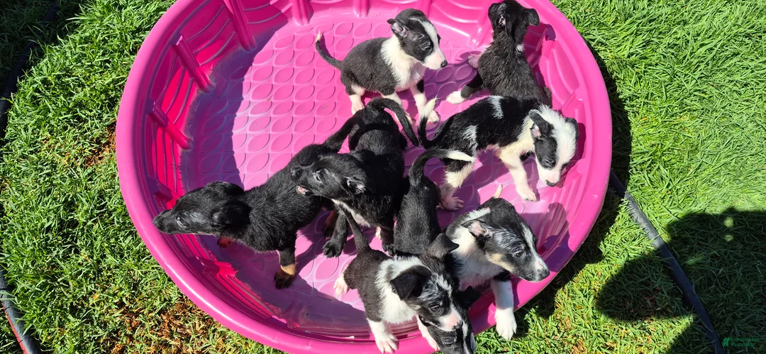 Mixed Breed dogs for sale: Mixed Breed 7 - Ad 1