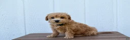 Bichpoo dogs for sale: Kevin 🐶✨ - Ad 17