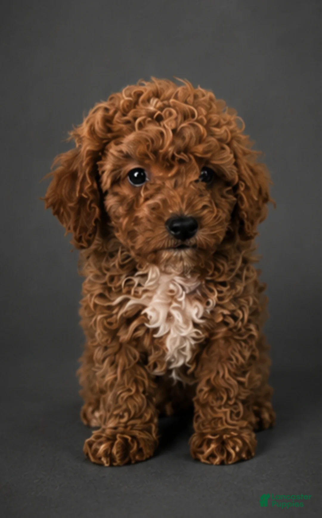 Miniature Poodle dogs for sale: Miniature Poodle Puppy 5 - Ad 7