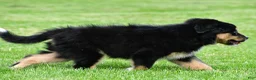 Australian Shepherd dogs for sale: Ethan - Ad 7