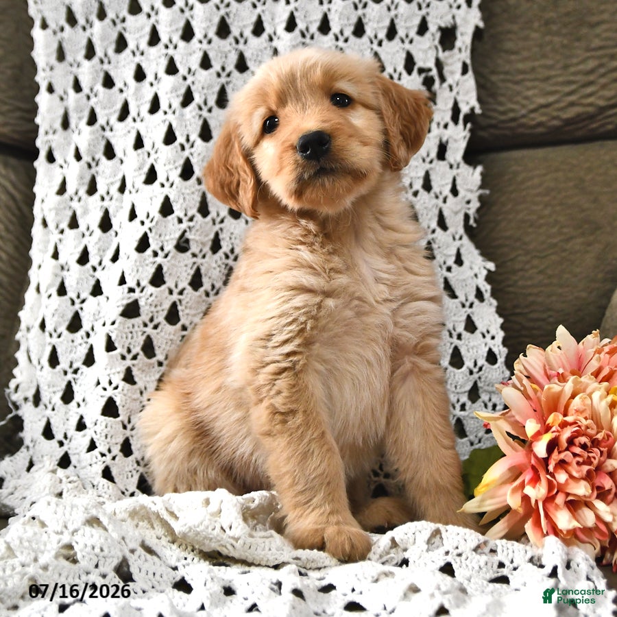 Goldendoodle dogs Caramel - Ad 2
