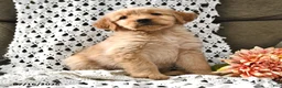 Goldendoodle dogs for sale: Caramel - Ad 12