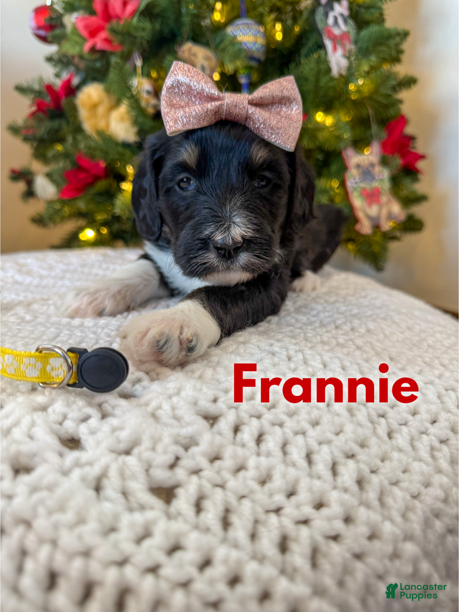 Mixed Breed dogs Frannie - Ad 8