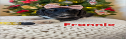 Mixed Breed dogs for sale: Frannie - Ad 1