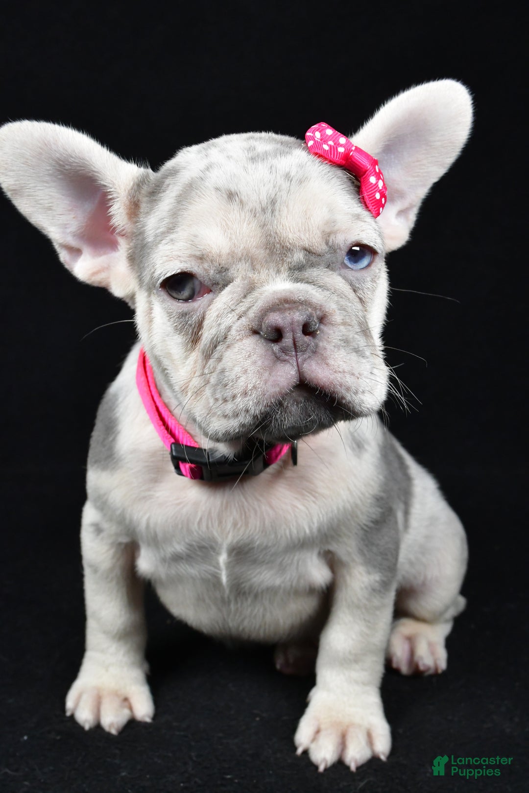 French Bulldog dogs for sale: Bella  - Ad 3
