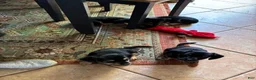 Mixed Breed dogs for sale: Mixed Breed 3 - Ad 3