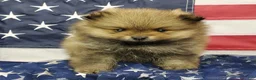 Pomeranian dogs for sale: Jax - Ad 2