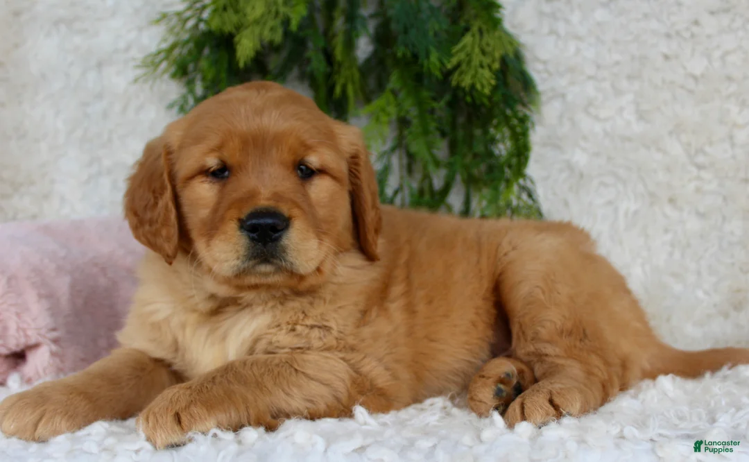 Golden Retriever dogs for sale: Golden Retriever Puppy 1 - Ad 4