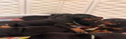 Doberman Pinscher dogs for sale: Electra-Pink Collar - Ad 10