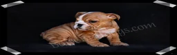 English Bulldog dogs for sale: Muffin - Ad 2
