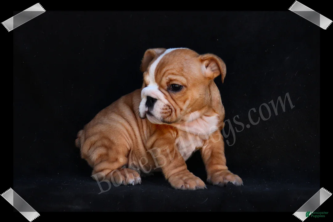 English Bulldog dogs for sale: Muffin - Ad 2